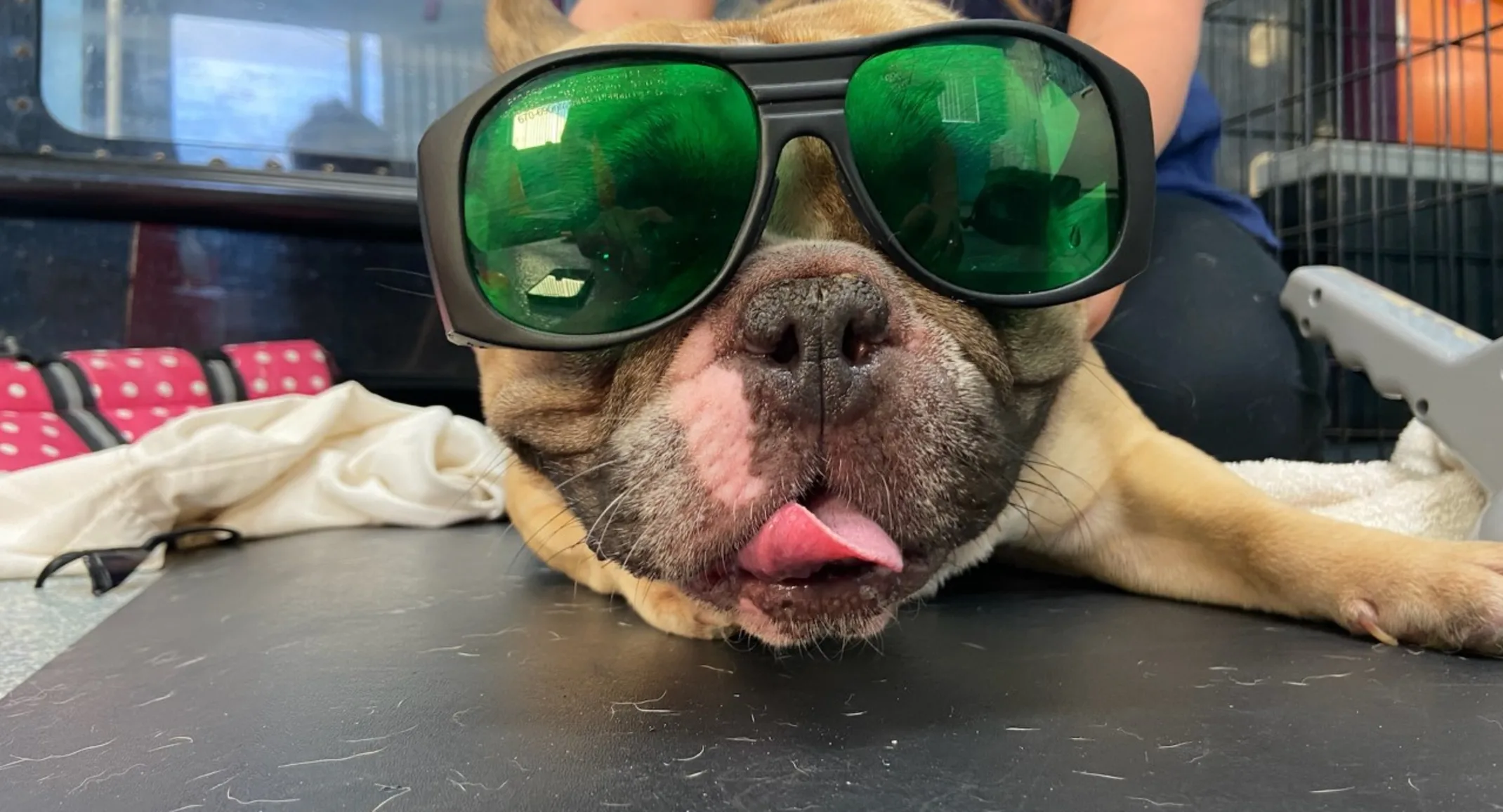 Dog smiling with laser therapy goggles